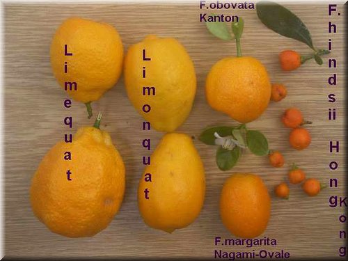 kumquat.JPG