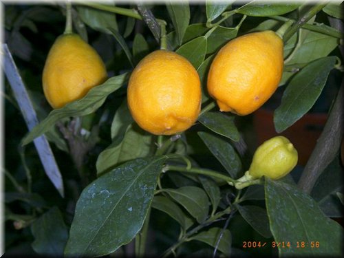 limonquat (1).JPG