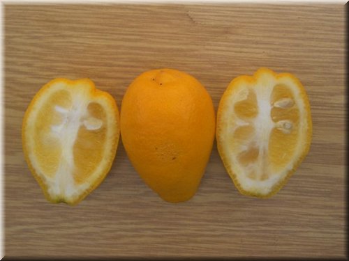 limonquat (2).JPG