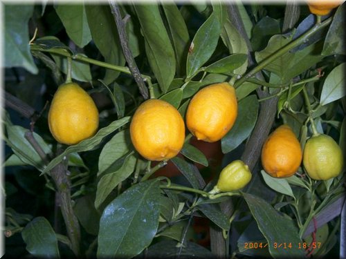 limonquat (3).JPG