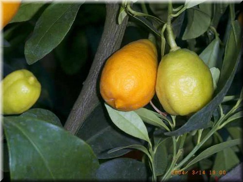 limonquat.JPG