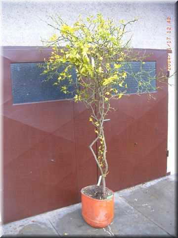 P.trifoliata_citrumelo (3).JPG