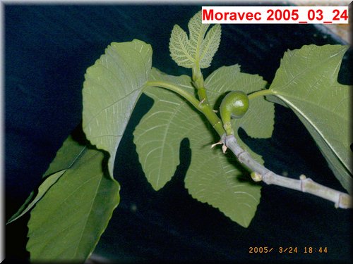 Ficus carica 2005_03_23.JPG