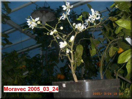 Poncirus trifoliata 2005_03_24.JPG