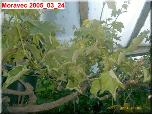 Vitis-greenhouse 2005_03_23.JPG