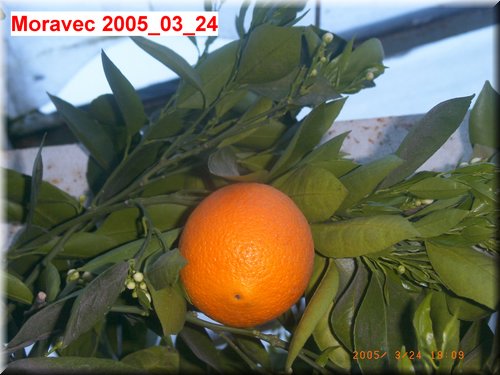 orange Skags Bonanza 2005_03_23 (1).JPG