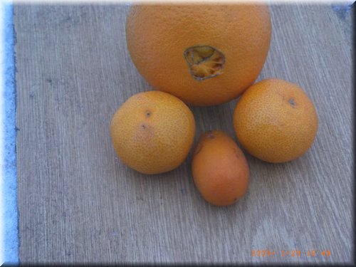 citrus2005_01_29 (1).JPG