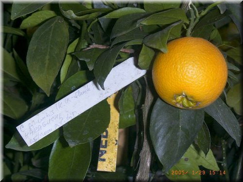 orange Haraguchi.JPG