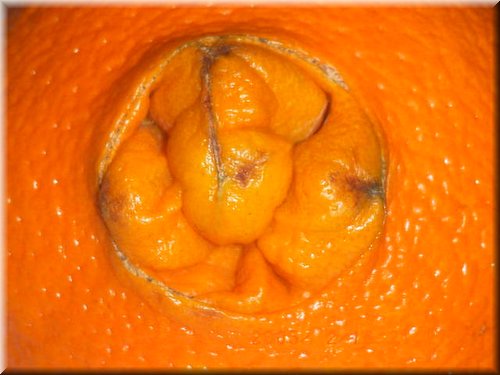 orange Navel (3).JPG