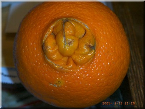 orange Navel (4).JPG
