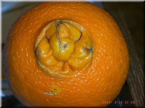 orange Navel.JPG