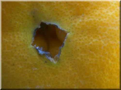 orange Navelina (27).JPG
