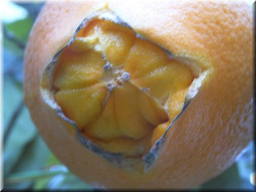 orange Navelina (30).JPG