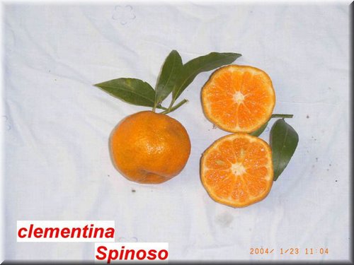 clementinaSpinoso (2).JPG