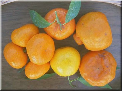 mandarine (1).JPG