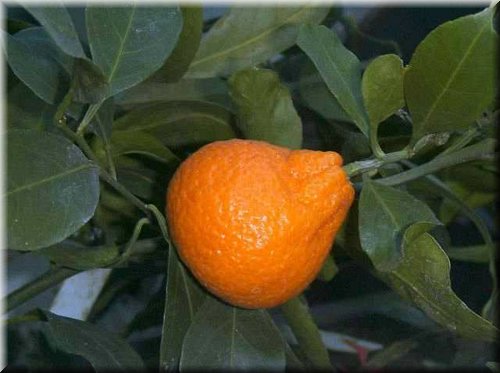 satsuma_Clauselina.jpg