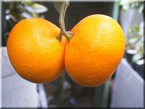 satsuma_Miyagawa_00.JPG