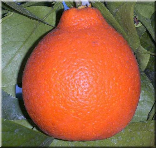 tangelo_Minneola (2).JPG