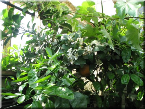 greenhouse-citrus (6).JPG