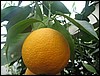 greenhouse-citrus (2).JPG