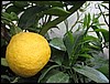 greenhouse-citrus_ (9).JPG