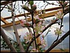 greenhouse-peach (1).jpg