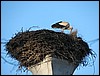 stork-Easter_a.jpg