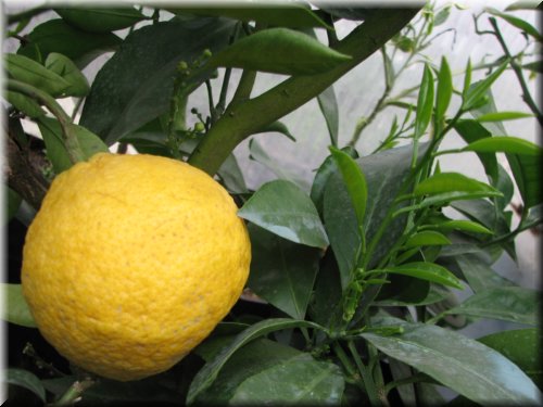 greenhouse-citrus_ (9).JPG