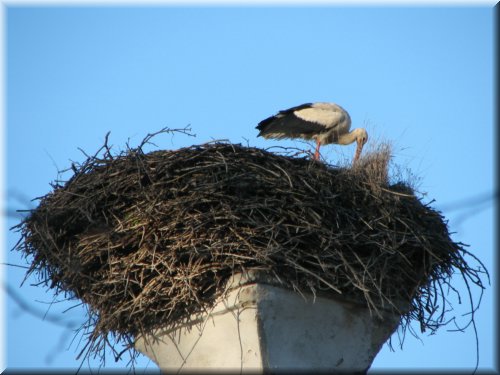 stork-Easter_a.jpg